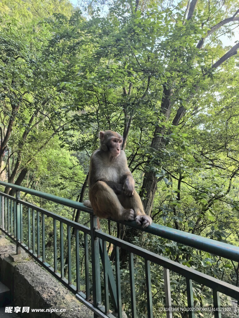 栏杆上的猴子