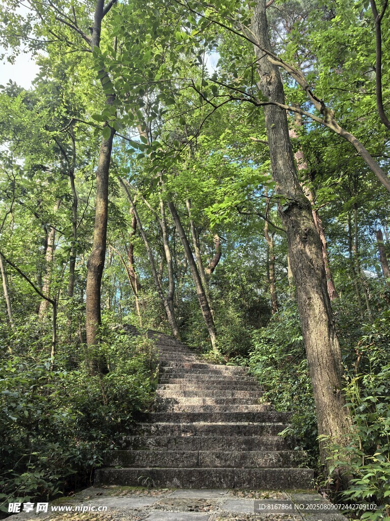 林间石阶小径