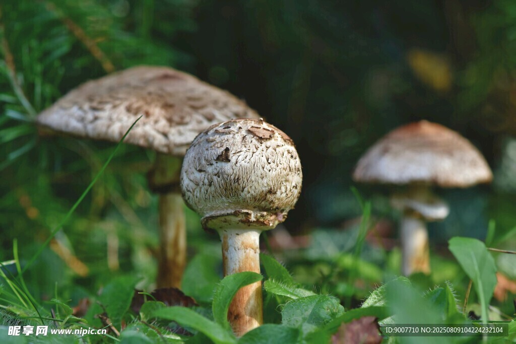 草丛中的野生蘑菇