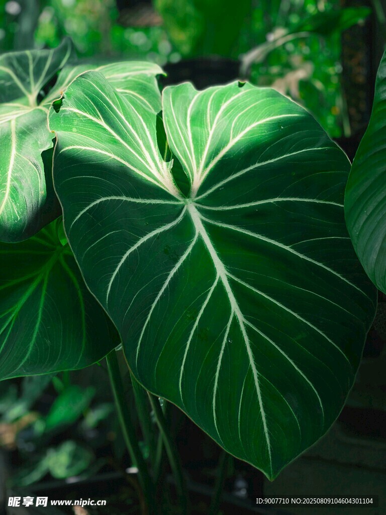 心形绿植叶片特写