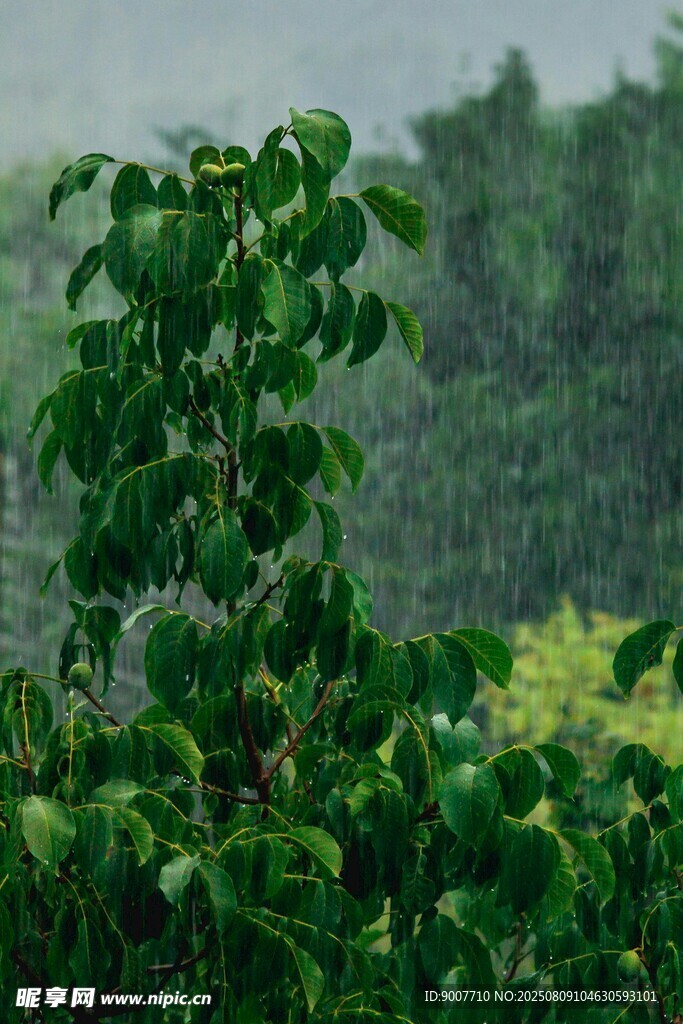 雨中葱郁绿植