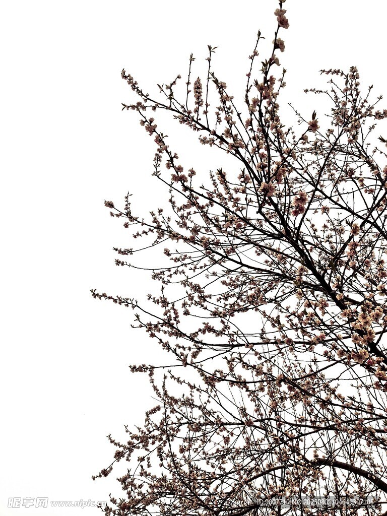 枝头覆雪的萧瑟树木