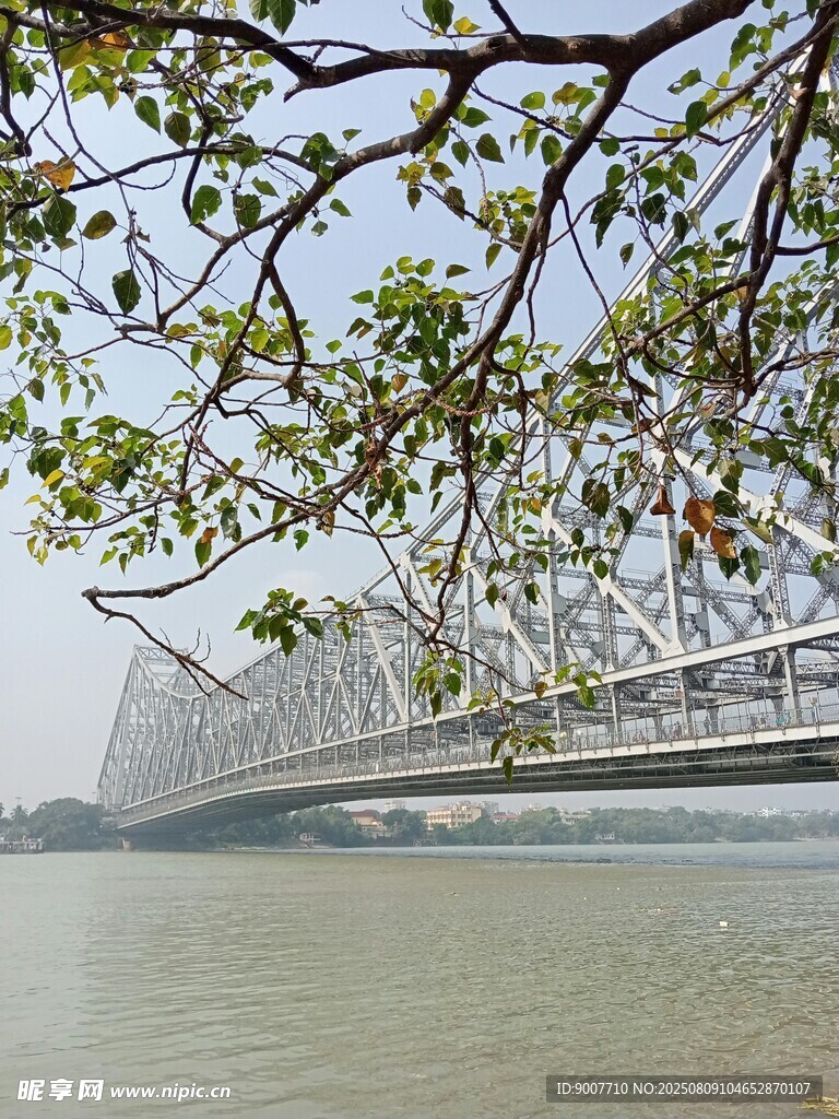 河畔桥梁与繁茂树枝景观