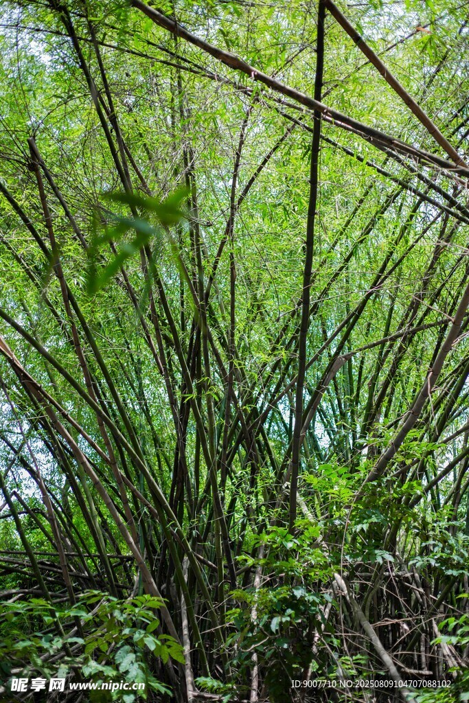 茂密竹林景观