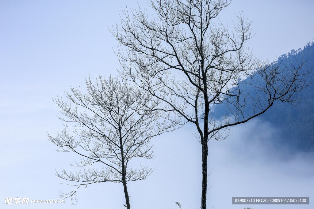 雾中枯树 静谧山林景致