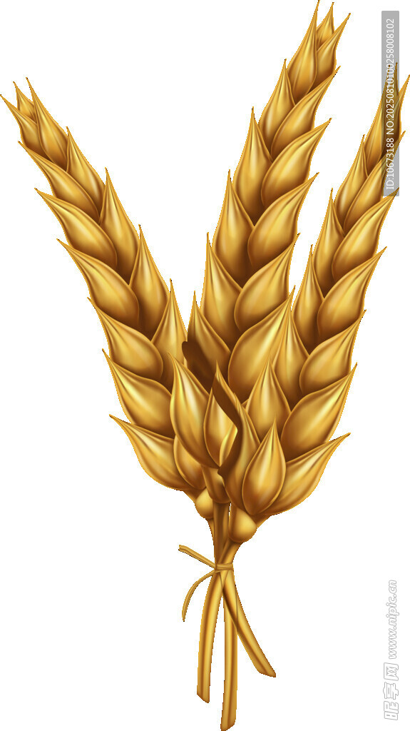 金黄麦穗