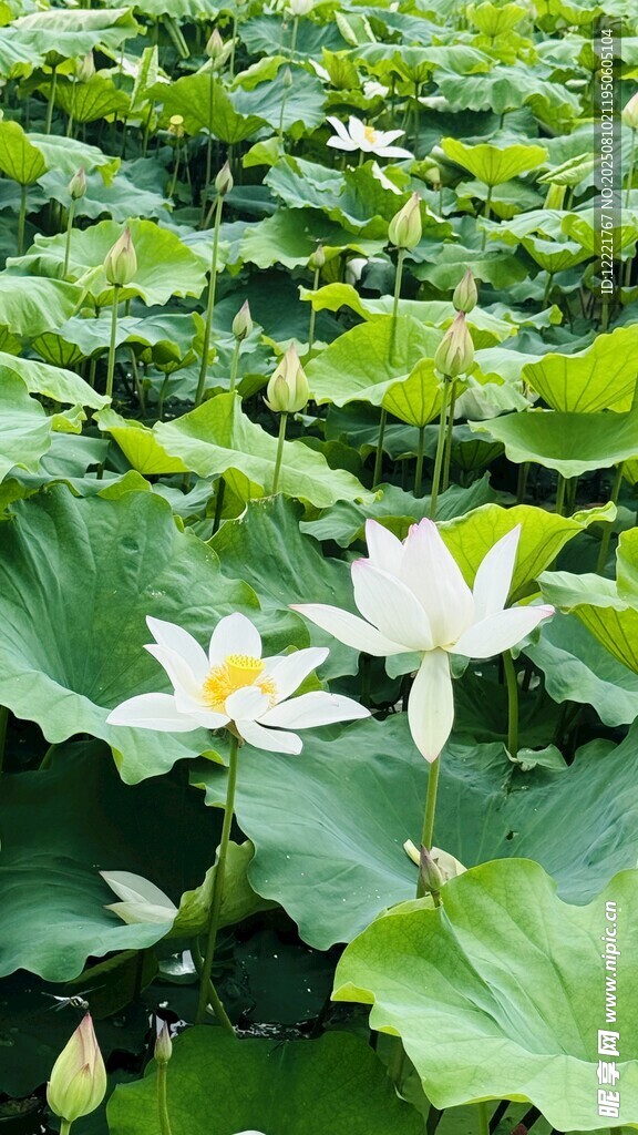荷塘白莲绽放