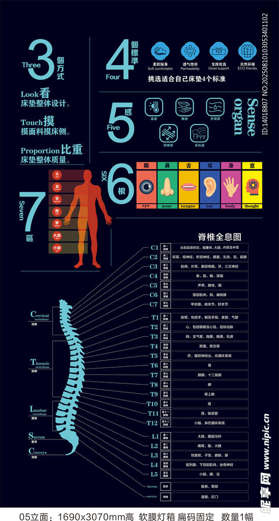脊椎全息科普