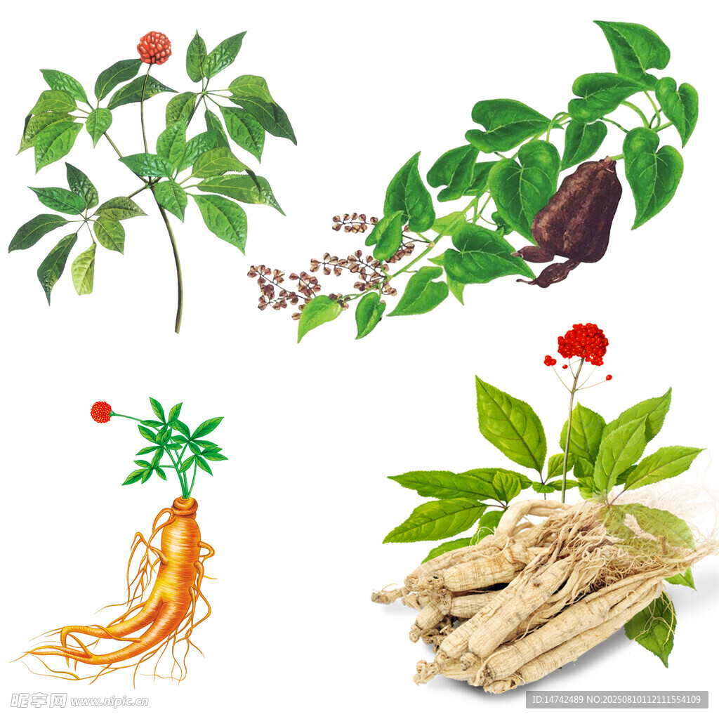 免扣中草药
