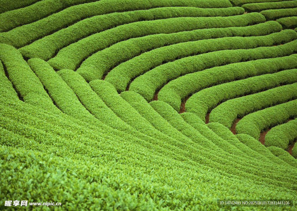 梯田茶园