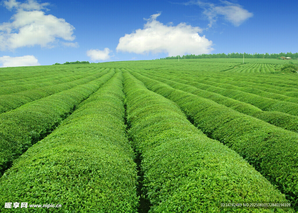 茶园风景