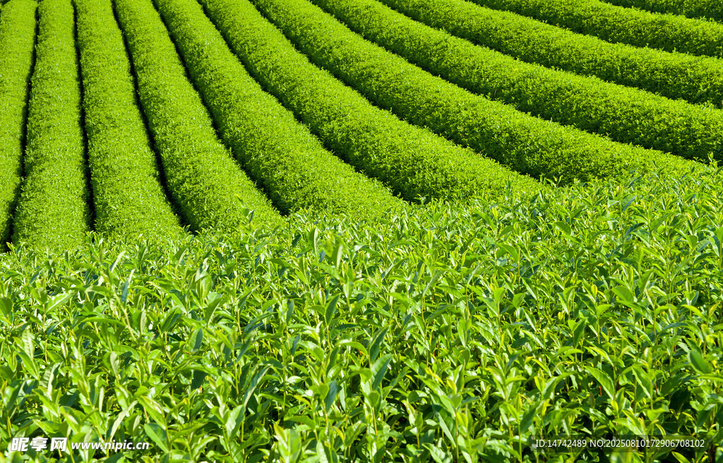 茶园风光