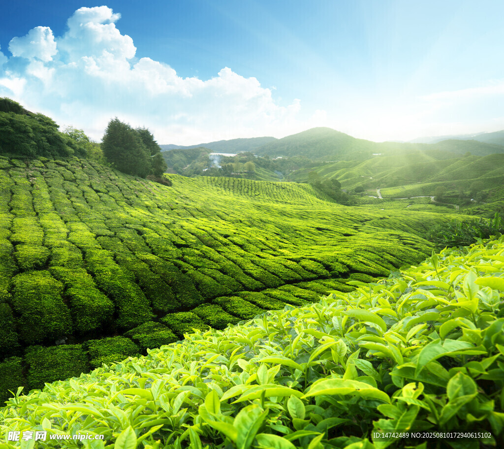茶园风光