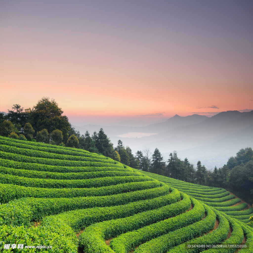 茶园 茶叶