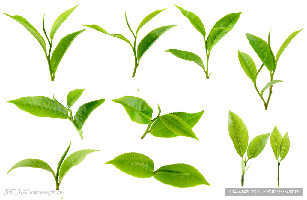 免扣茶叶