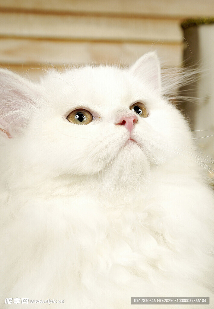 可爱白毛猫咪仰头凝望