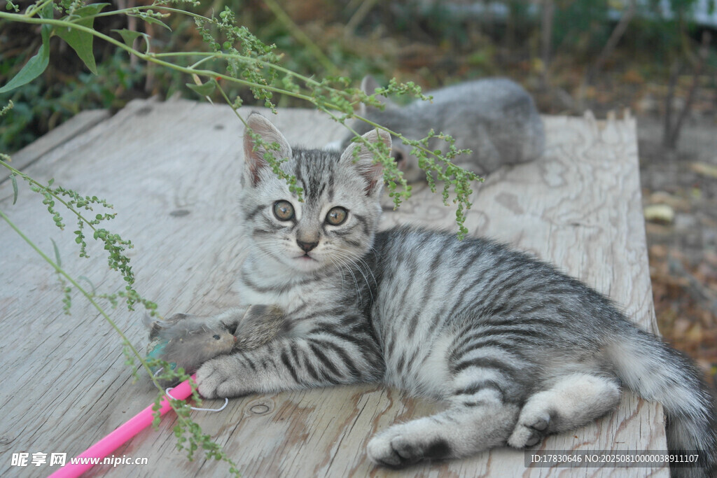 猫咪