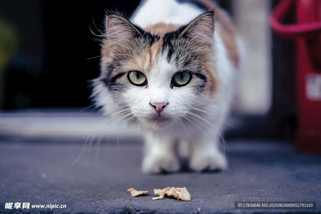 猫咪注视地上食物