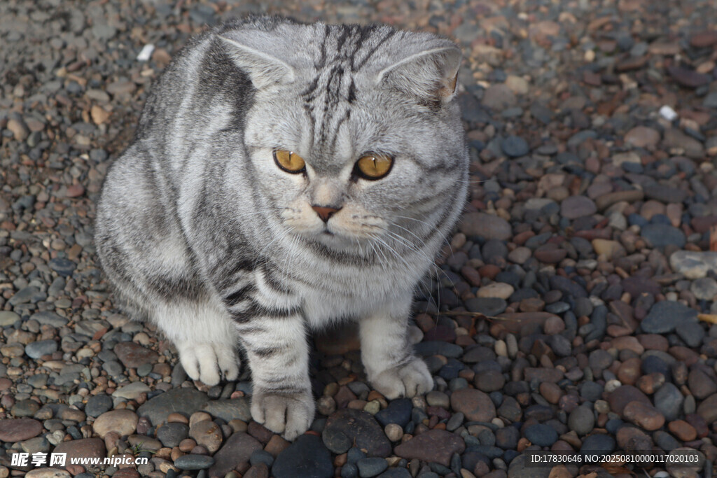灰色猫咪蹲坐于碎石地