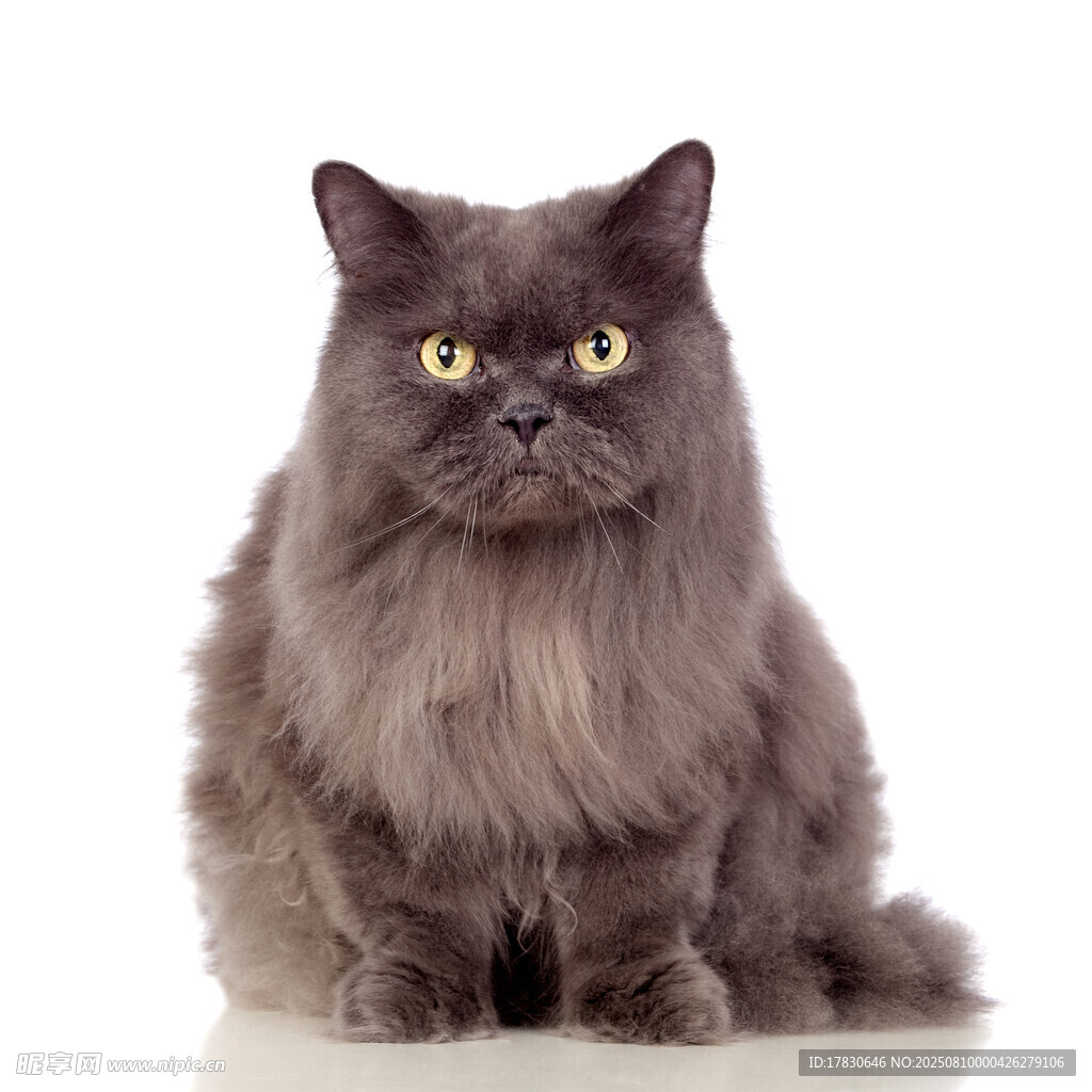 猫咪