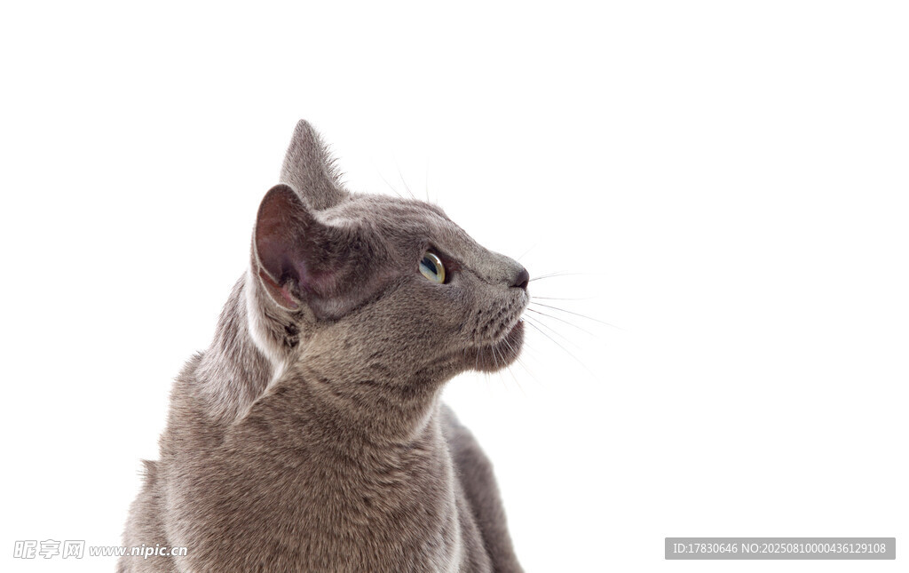 猫咪