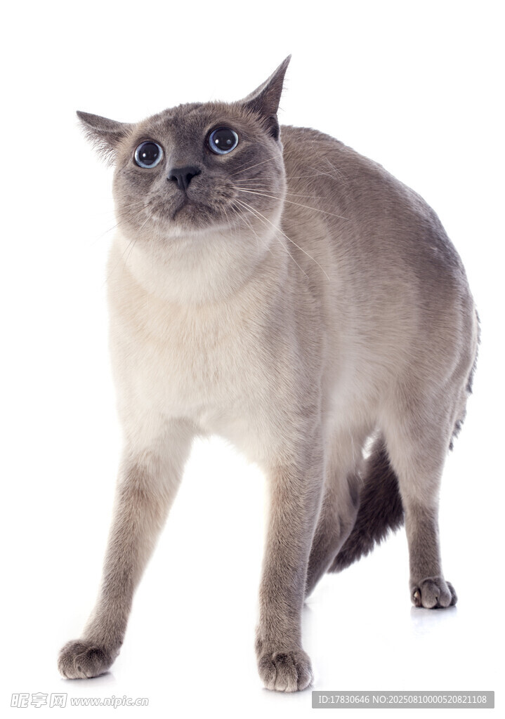 猫咪