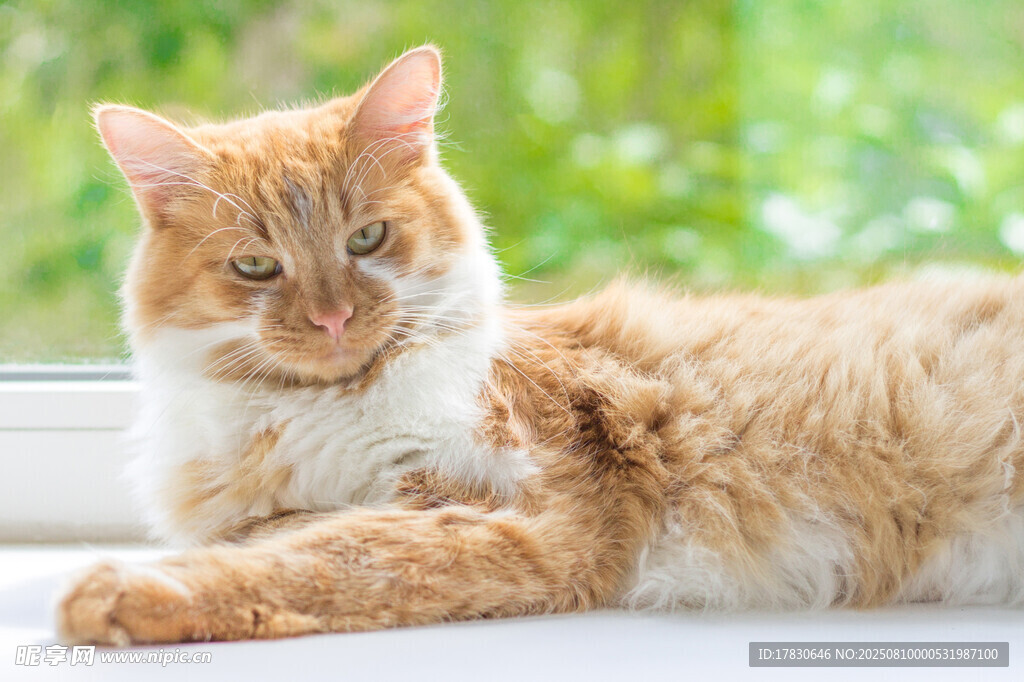猫咪