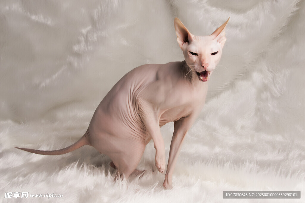 猫咪