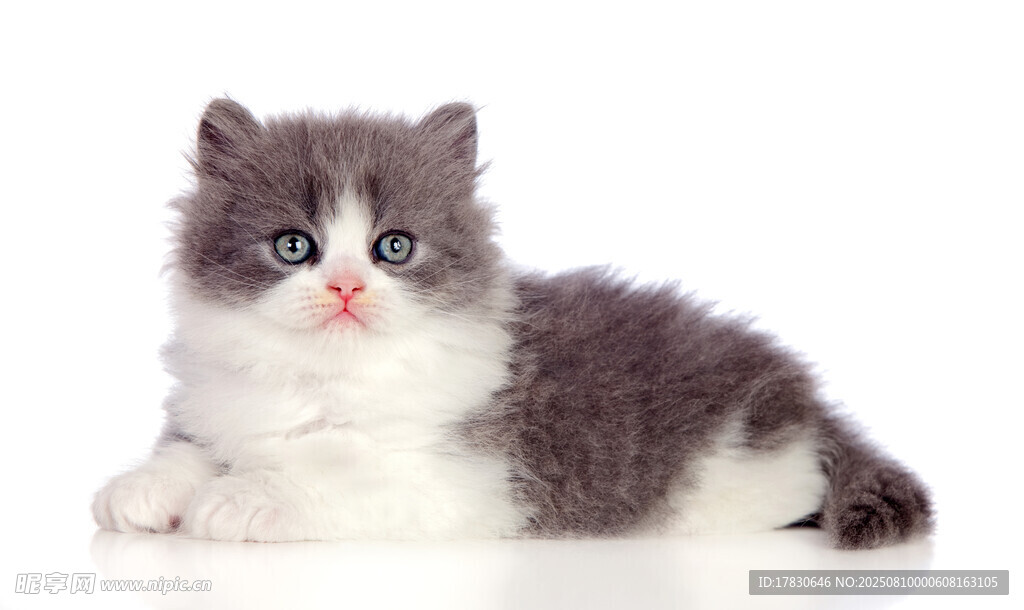 猫咪