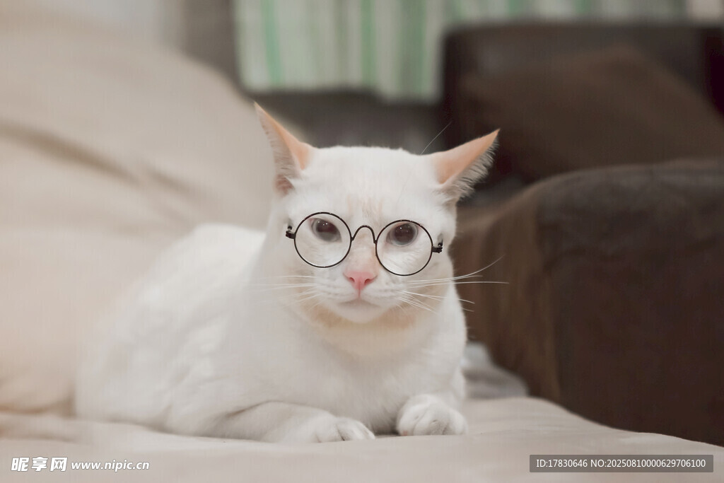 猫咪