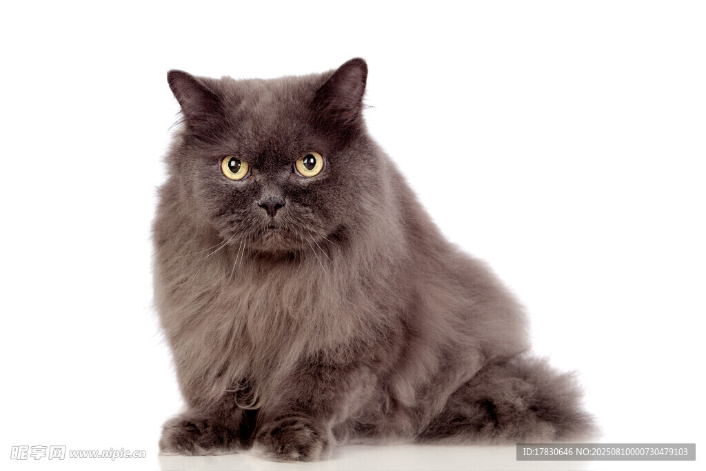 猫咪