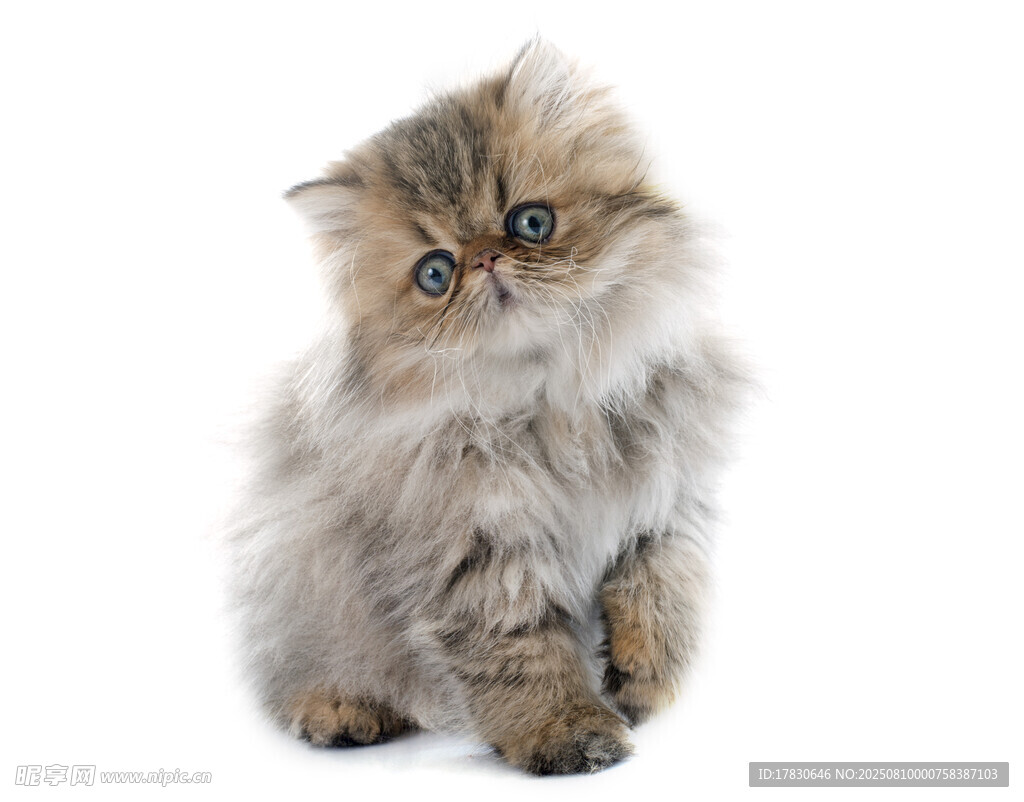 猫咪