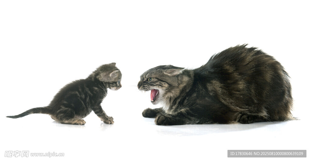 猫咪