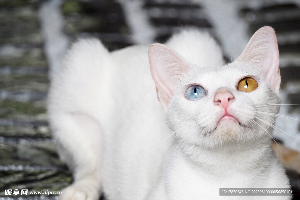 猫咪