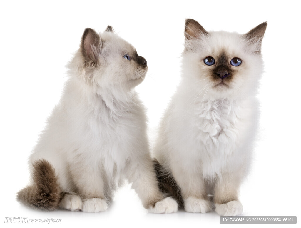 猫咪