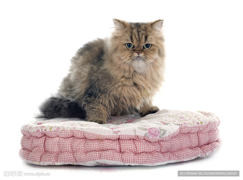 猫咪