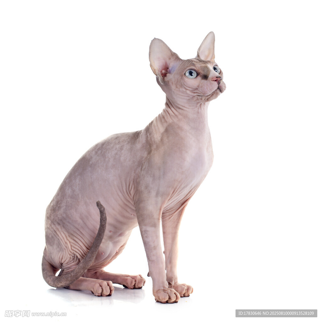 猫咪