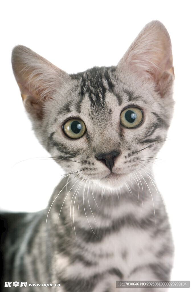 猫咪
