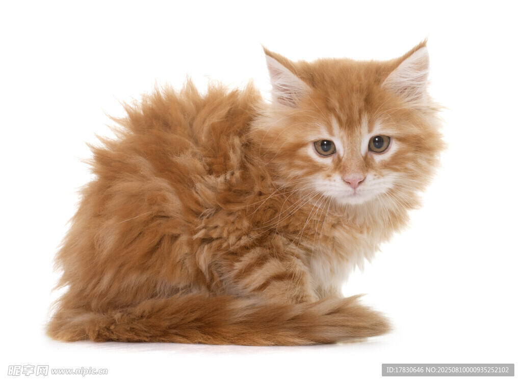 猫咪