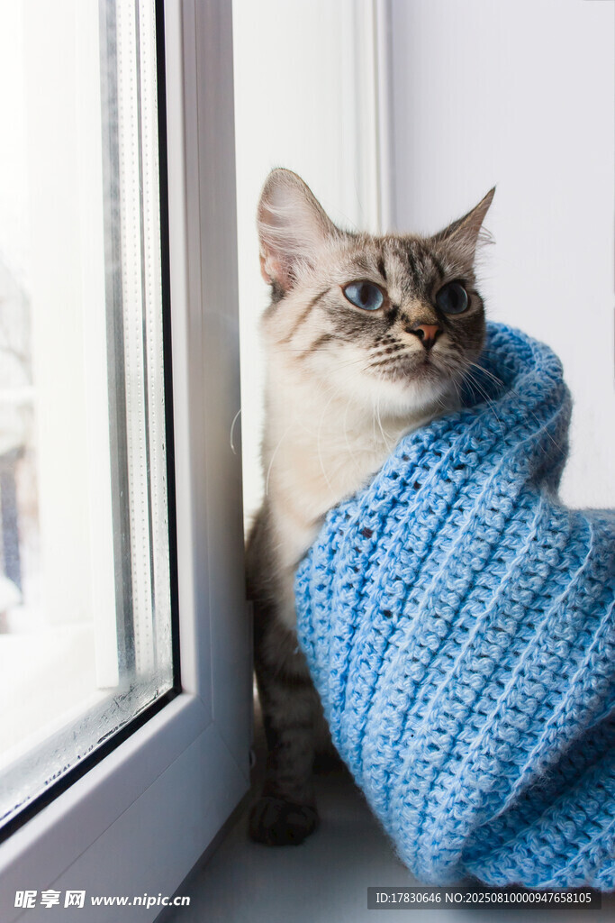 猫咪
