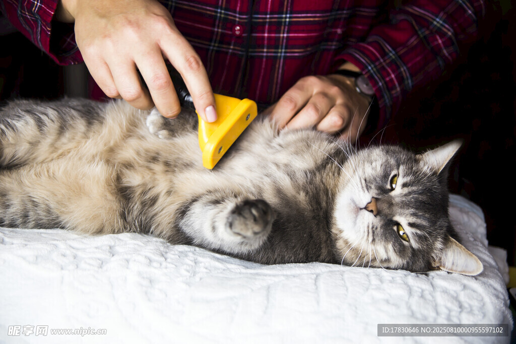 猫咪