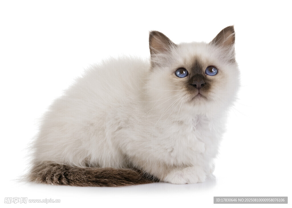 猫咪