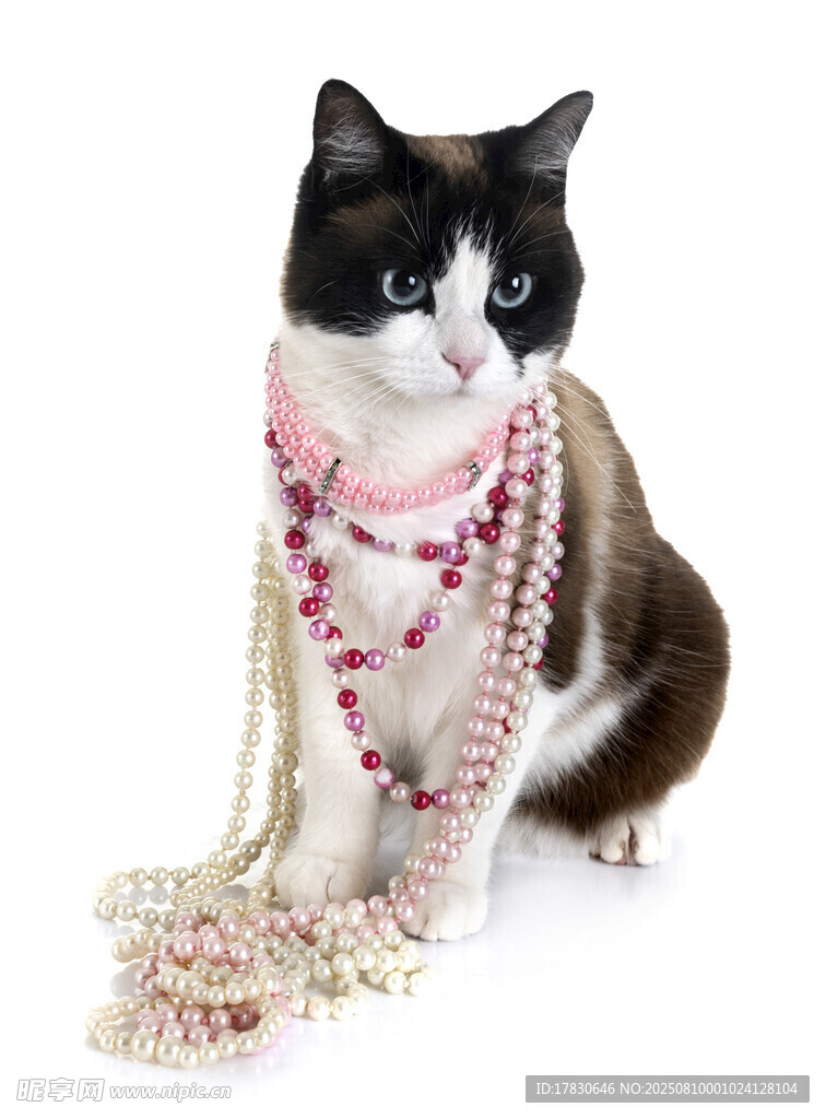 猫咪