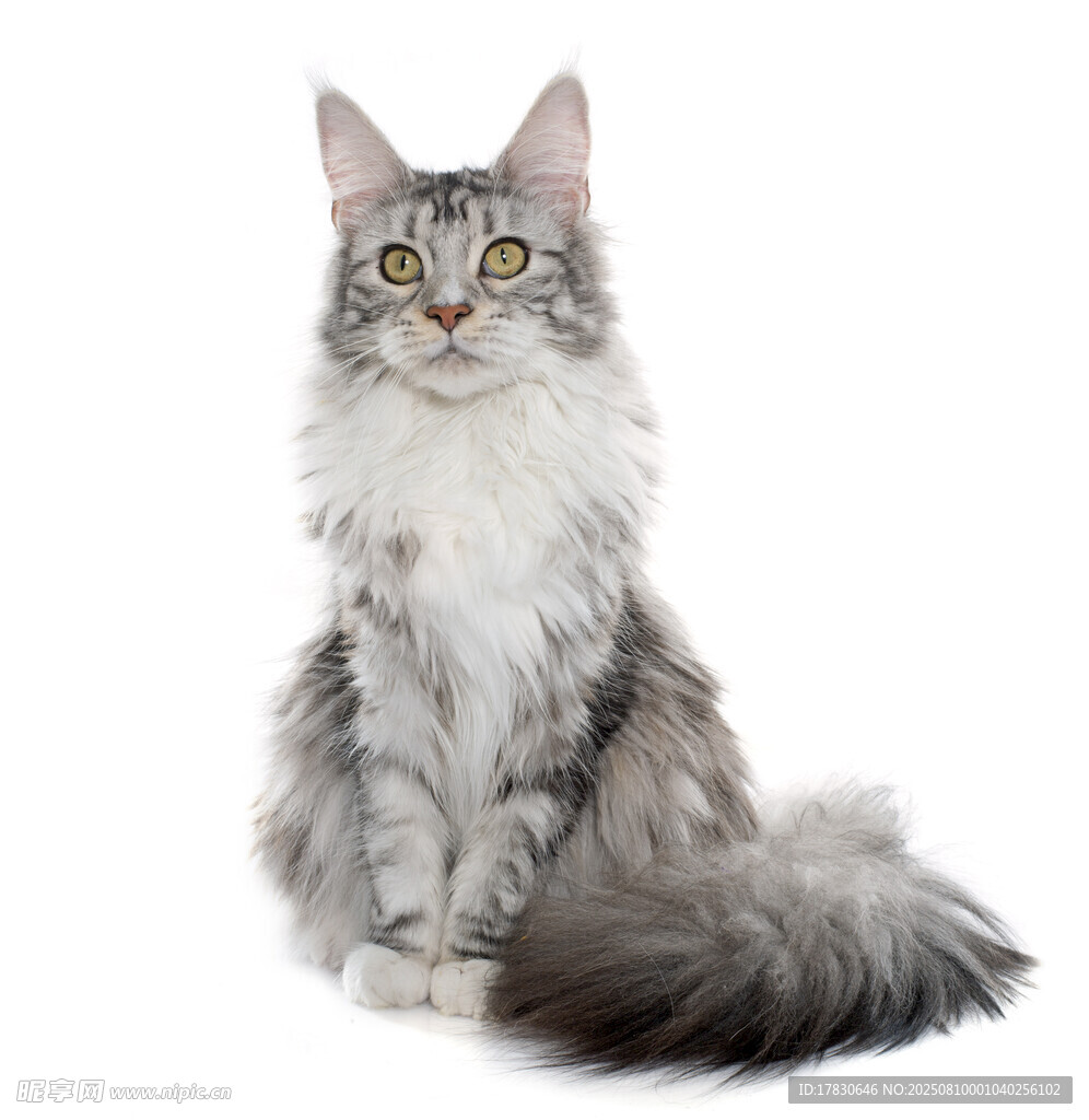猫咪