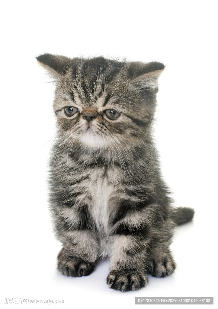 猫咪