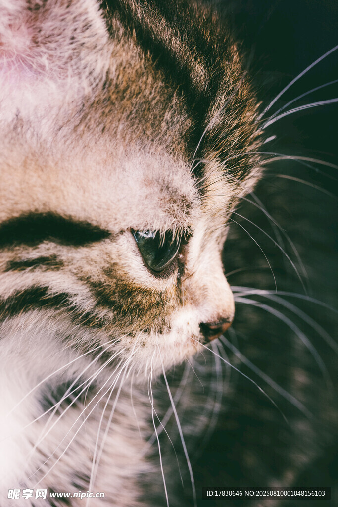 猫咪