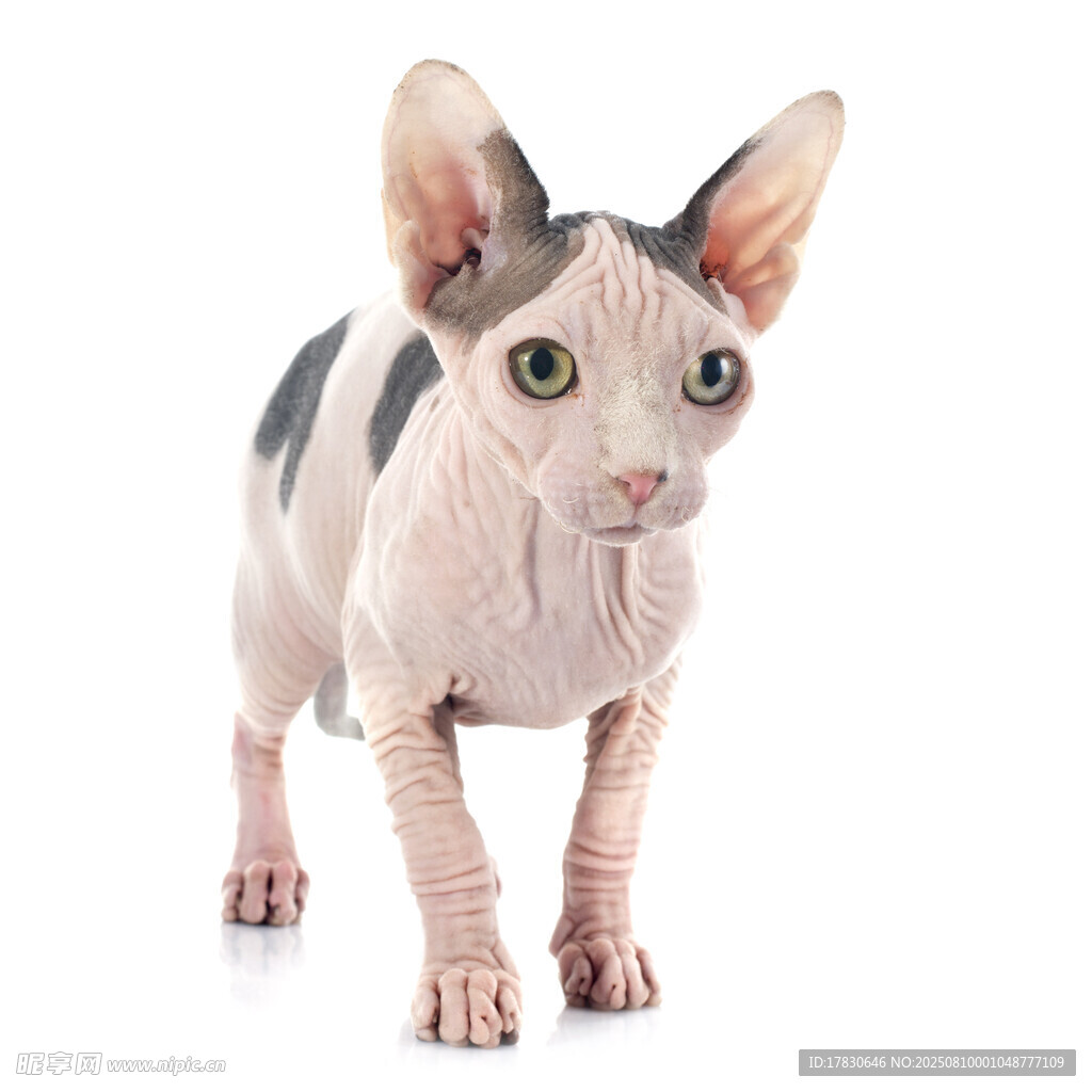 猫咪
