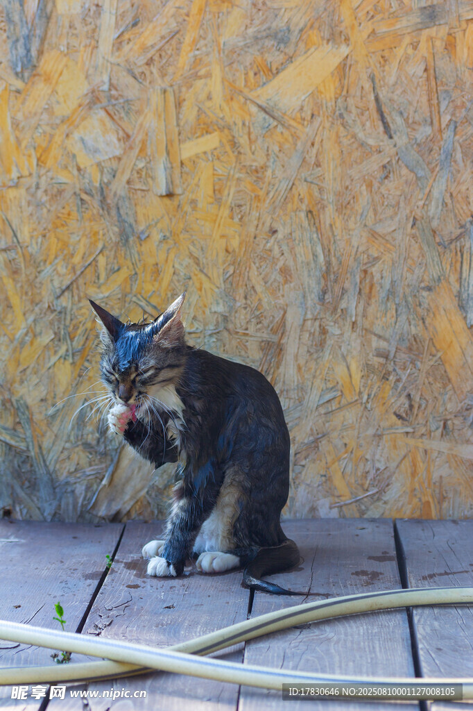 猫咪