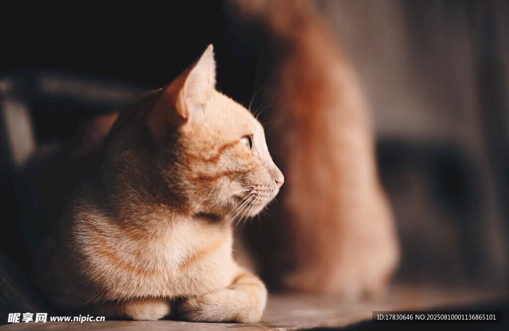 猫咪