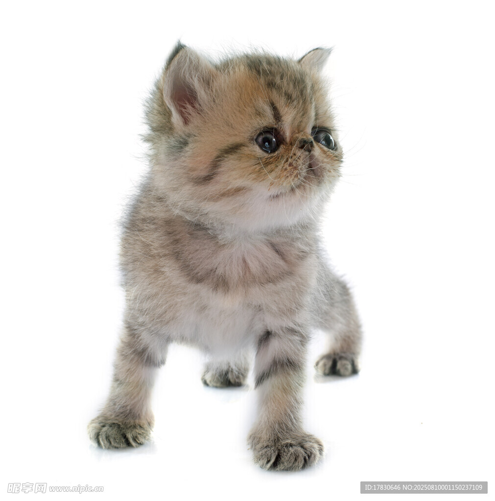 猫咪